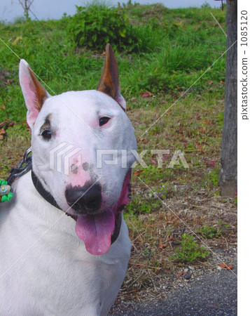 狗 - 鬥牛犬的微笑 狗 - 鬥牛犬的微笑 1085120