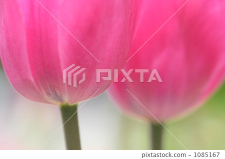 Pink tulip Pink tulip 1085167