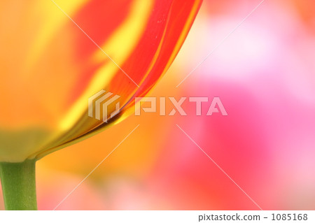 Tulip up Tulip up 1085168