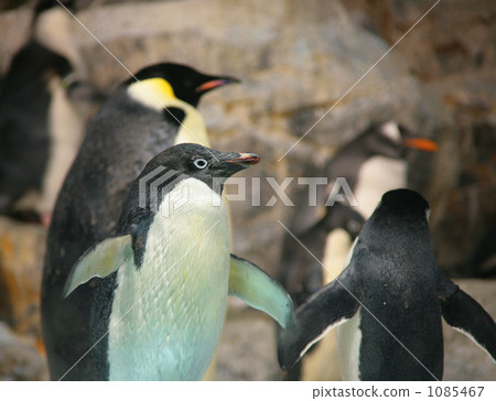 Adelie penguin 1085467