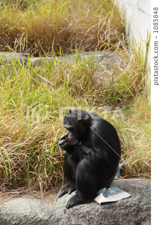 Twilight of chimpanzees 1085848