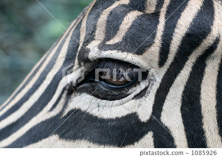 Gentle eyes 1085926