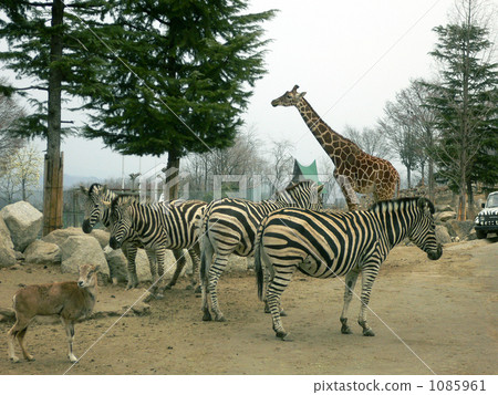 野生動物園 1085961