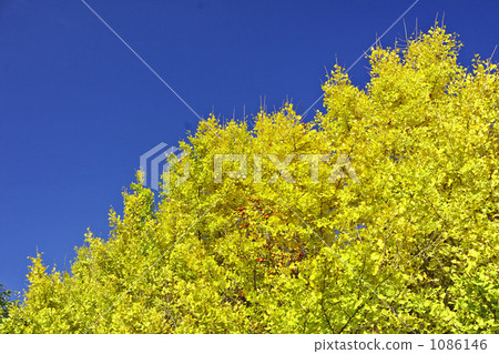 Autumn leaves of ginkgo trees 1086146