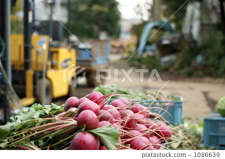紅蘿蔔收穫和裝運 1086639