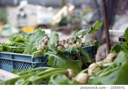 紅蘿蔔收穫和裝運 紅蘿蔔收穫和裝運 1086641