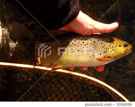 Brown part 3 1086899