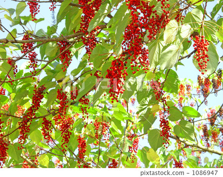 黃色土豆的果子 1086947