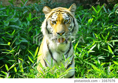 一隻老虎 1087076