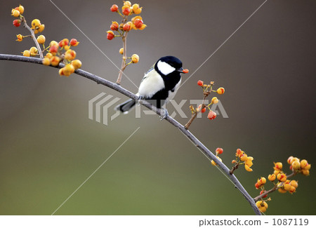 紅色水果和山雀 紅色水果和山雀 1087119