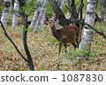 A deer 1087830