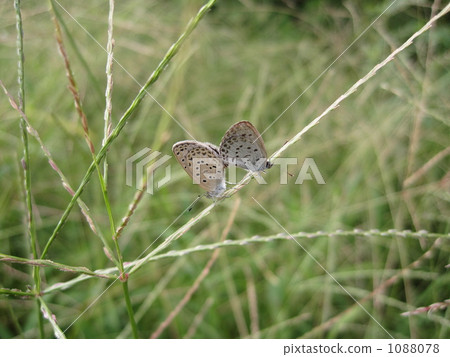 lycaenidae, pale grass blue, mating 1088078