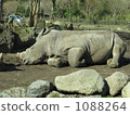 Drowsy of rhinoceros 1088264