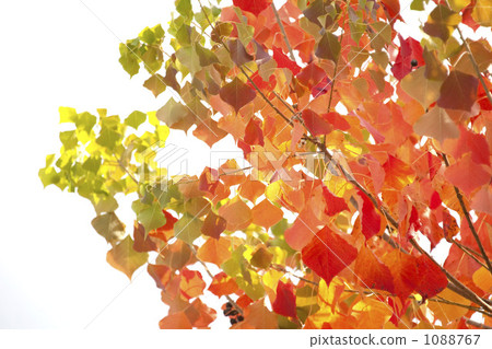 Autumn leaves of Chinese tallow Autumn leaves of Chinese tallow 1088767