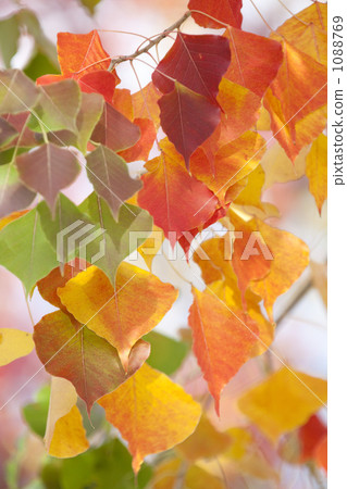 Autumn leaves of Chinese tallow 1088769