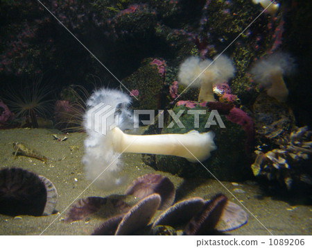 海葵海葵海蜇白梅海葵(水下魚) 海葵海葵海蜇白梅海葵(水下魚) 1089206