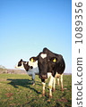 Pasture cattle 1089356