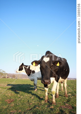 Pasture cattle Pasture cattle 1089356
