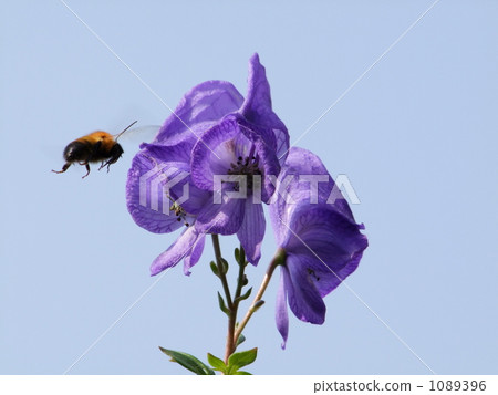 Torikabuto和蜜蜂 1089396