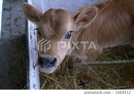 兒童運動衫牛 1089512