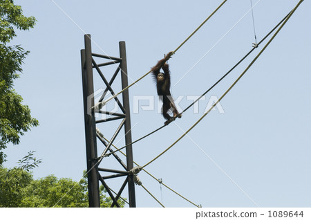 Orrautan across the rope 1089644