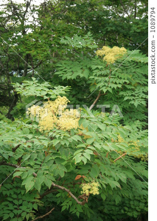 Taranoki的花朵 1089794