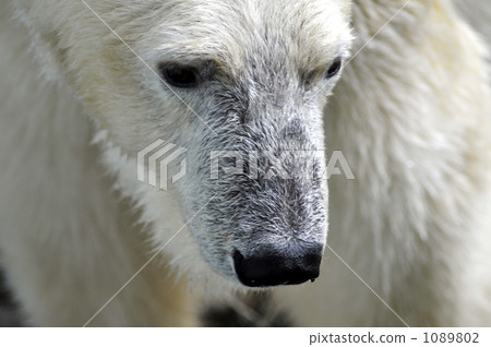 靜岡市 北極熊 白熊 1089802
