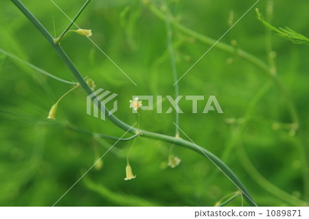 蘆筍花 1089871