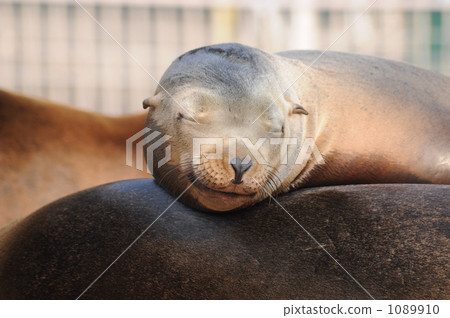 California sea lion, california selion, sea lion 1089910