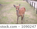 鹿 奈良 陸上動物 1090247
