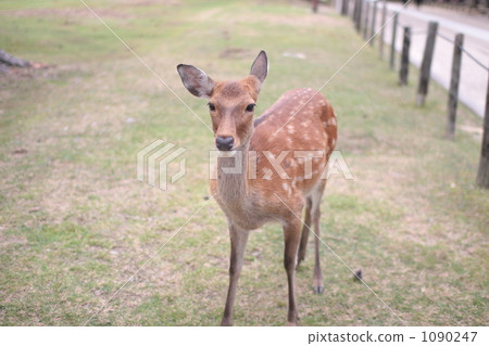 鹿 奈良 陸上動物 1090247