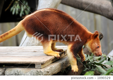 橫濱動物園zoorasia 若西亞動物園 動物園 1090329