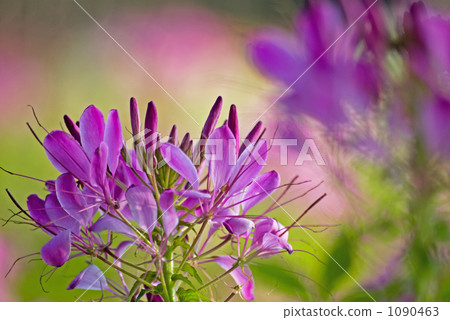 奶油之花 1090463