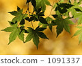 綠葉 楓樹 紅楓 1091337