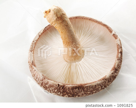 收集香菇 1091825