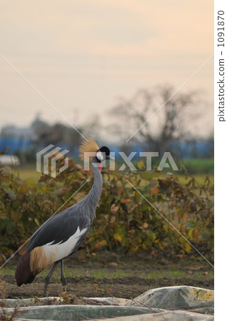 White-crowned crane 1091870