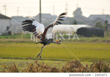 White-crowned crane 1091871