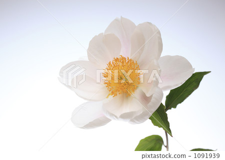 chinese peony, flower, flowers 1091939