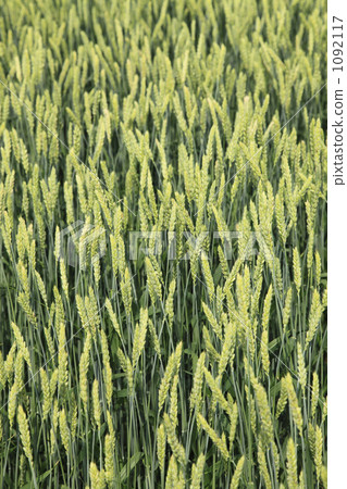 麥田 1092117