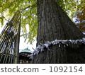 written oracle, written fortune, ginkgo 1092154