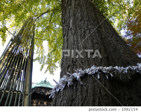 written oracle, written fortune, ginkgo 1092154