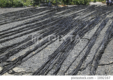 Kelp dried 1092167