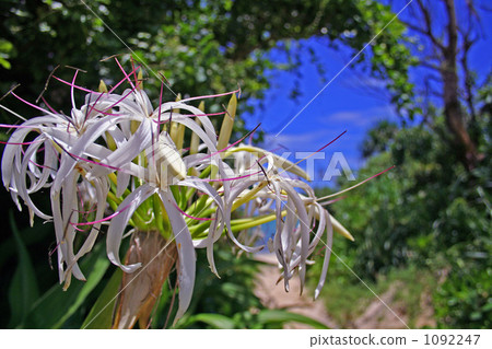 Hamayu's flower blooms to the sea ... Hamayu's flower blooms to the sea ... 1092247