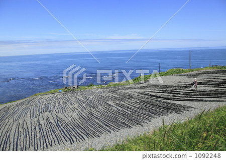 Kelp dried Kelp dried 1092248