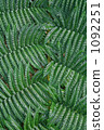 重疊的蕨葉 1092251
