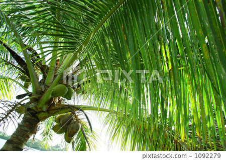 coconut, coconut palm tree, palm tree 1092279