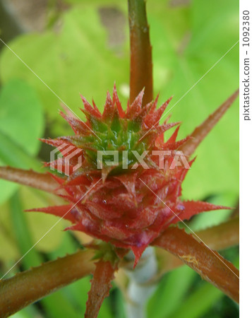 Buds of minipain Buds of minipain 1092380