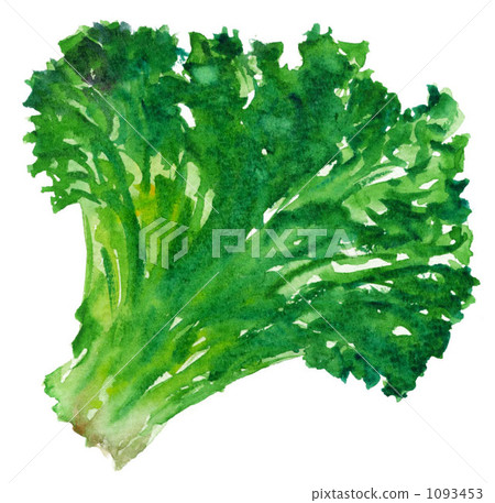 sunny lettuce 1093453