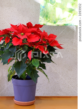 盆栽一品紅 1093932
