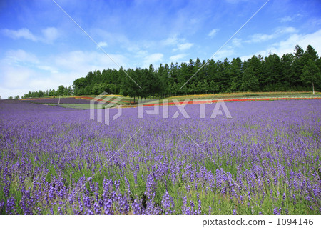 Lavender field 1094146